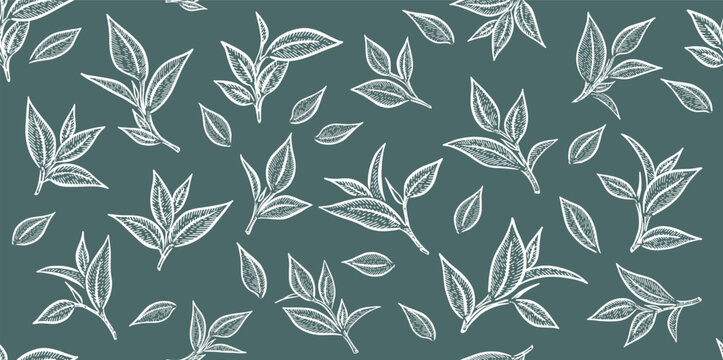 Green tea leaves. Hand drawn, vector.	
