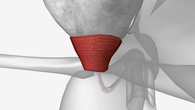 Urinary System, External urethral sphincter