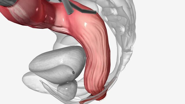 sigmoid colon is the terminal portion of the large intestine before reaching the rectum