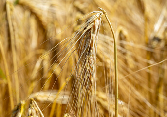 golden wheat field in summer