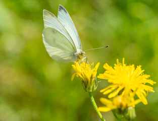 Little Cabbage White butterfly on a flower