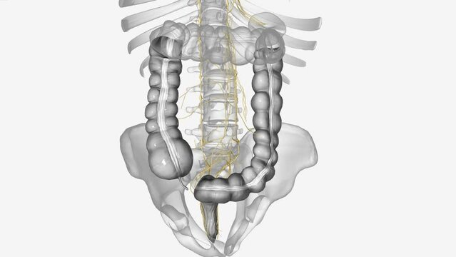 The colon contains a nervous system of its own, consisting of the different nerve plexuses in the wall