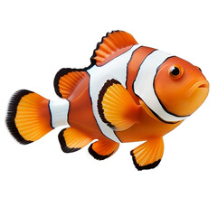 Clownfish  on transparent png background