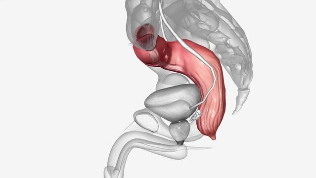rectum acts as a temporary storage site for feces. The rectum receives fecal material from the descending colon, transmitted through regular muscle