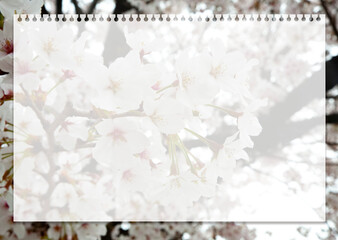 Edit Grid with translucent margins on top of images of cherry blossom landscapes.
This is an A3 size image suitable for use as a design editing background.