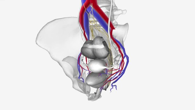 Neurovasculature, Internal iliac vessels