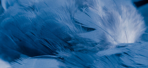 blue feather pigeon macro photo. texture or background