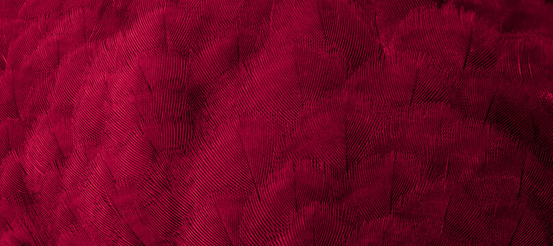 red feather bird macro photo. texture or background