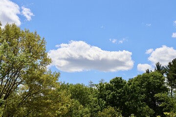 The white clouds over the treetops on a sunny day.