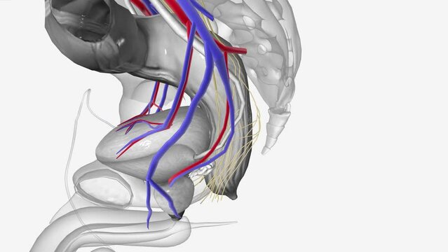 Inferior vesical vessels, Inferior hypogastric nerve plexus