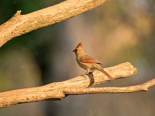 A female northern cardianl, Cardinalis cardinalis, perches on a branch looking back on a summer day in Iowa. 
