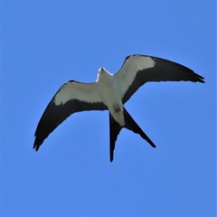 Swallow-tailed Kite Soaring Hunt Sweetwater Wetlands Park Gainesville Fl 