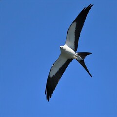 Swallow-tailed Kite Soaring Hunt Sweetwater Wetlands Park Gainesville Fl 