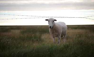 Fototapeten sheep in the field © ANDREA