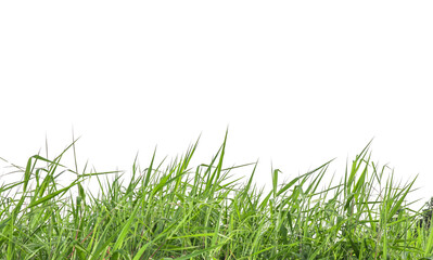 Fototapeta premium Isolated green grass bushes and copy space with clipping paths on white background 