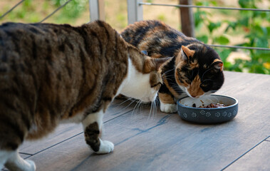 Cat eating food while an other cat is approching to steal its food