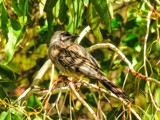 Red Wattlebird Looking at Camera