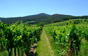 Fototapeta na wymiar green vineyards landscape in summer time