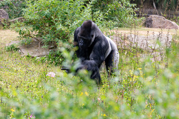 Naklejka premium silver back mountain gorilla 