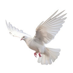 Obraz premium white dove flying isolated on transparent background cutout