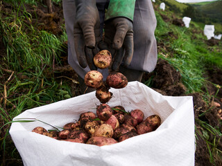 Rural Agriculture: A Look at the Potato Farm Industry