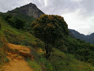 landscape with trees
