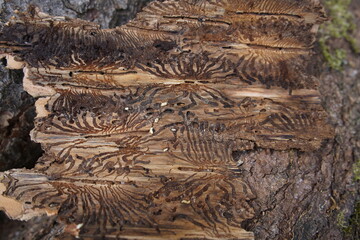 Bark beetle galleries with bark, Curculionidae family, subfamily Scoly. Gundelshausen – Bavaria, Germany.