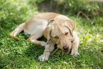 Labrador retriever dog, play with stick on fresh grass in park. Summer time