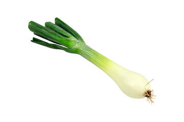 green young onion isolated from background