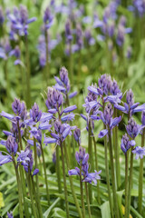 A beautiful close-up shot of a beautiful Purple Bells in all its fragrant freshness, horticulture and landscaping concept illustration.