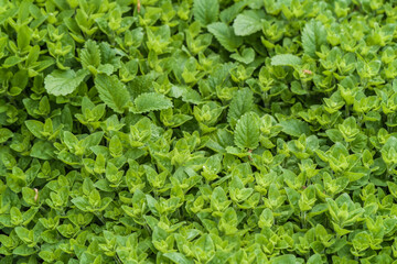 Close-up of fresh green Oregano herbs in garden, horticulture and landscaping concept illustration.