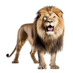 Obraz na płótnie Canvas lion panthera leo isolated on transparent background cutout