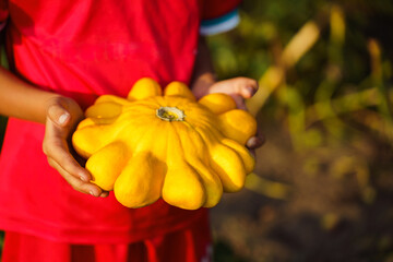 The boy holds in his hands a ripe yellow pattypan squash, picked in the garden of a village house