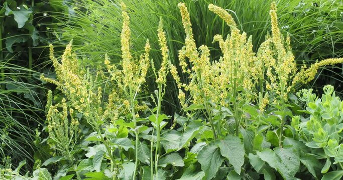 (Verbascum nigrum) Schwarze K&ouml;nigskerze oder Dunkel-K&ouml;nigskerze mit gelben Bl&uuml;tenst&auml;nden, rot gefleckte an hohen Stielen zitternd im Wind