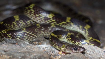 A photo of a coiled up TRAVANCORE WOLF SNAKE  from Amboli Ghat in Maharashtra India. The species is called Lycodon travancoricus.