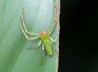 Macro photo of a green crab spider shot in Amboli Ghat in Maharashtra in India.