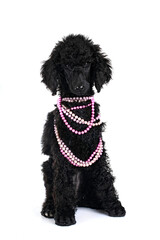  puppy standard poodle in studio