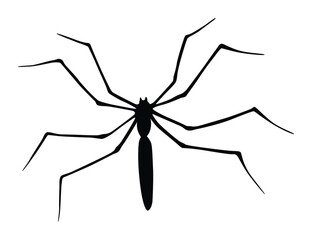 Spider silhouette. Black close-up insect, scary big spider isolated on white. Poisonous dangerous animal. Creepy wildlife bug