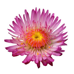 pink flower isolated on transparent background cutout