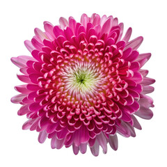 pink dahlia flower isolated on transparent background cutout