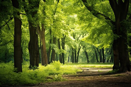 Beautiful Green Summer Forest Backdrop. Spring Background with Stunning Landscape, Nature Environment and Leaves: Generative AI