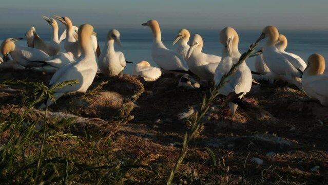 Kolonie von br&uuml;tenden Basst&ouml;lpel mit Jungtieren am Klippenrand