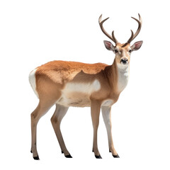 deer isolated on transparent background cutout