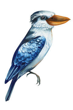 recommend clip art: Tropical blue bird, kookaburra isolated on white background. Watercolor hand drawn painting. Colors bird clipart 