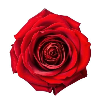 single red rose isolated on transparent background cutout