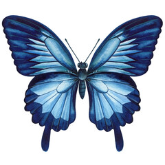 tropical colorful butterfly isolated on white background. Watercolor hand drawn illustration.