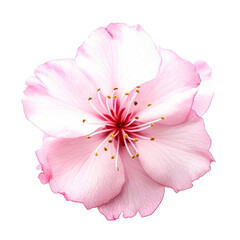 blossom isolated on transparent background cutout