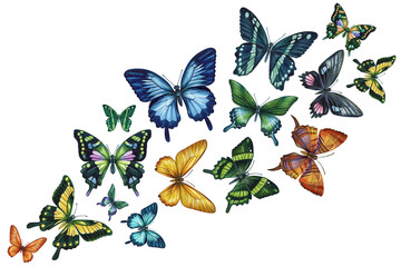 Obraz na płótnie Canvas Beautiful exotic butterfly flying isolated on white background. Watercolor hand drawn illustration.