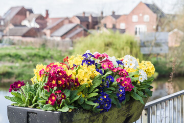 Close-up of colorful flowers planted in soil, landscaping and horticulture concept illustration.