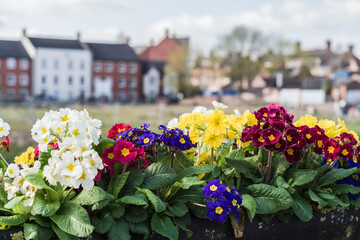 Close-up of colorful flowers planted in soil, landscaping and horticulture concept illustration.